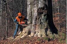 Stihl Chainsaw Chains